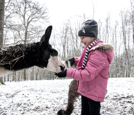 Tiere nah erlebenl im Wild- und Erlebnispark Daun, © Eifel Tourismus GmbH, D. Ketz