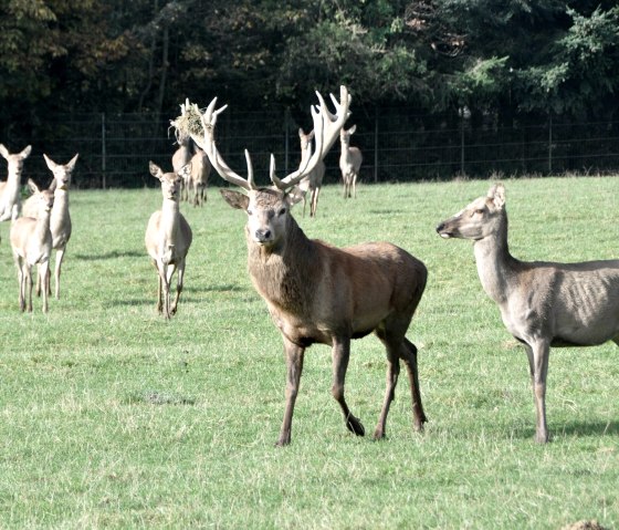 Wildgehege, © Hotel Eifelperle