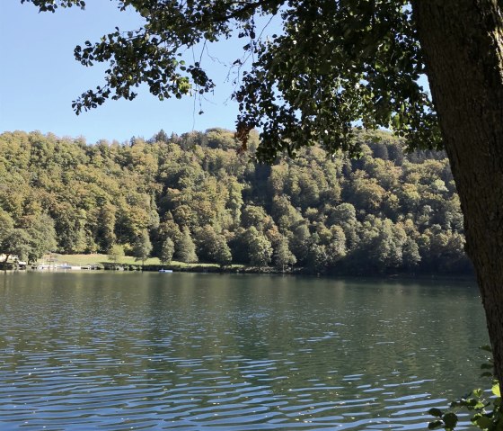 Gemündener Maar mit Baum, © GesundLand Vulkaneifel