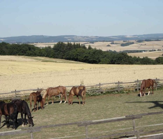 Ausblick mit Pferden, © Reit-und Ferienanlage Pyrmonter Hof