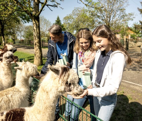 Alpakas nah erleben, © Eifel Tourismus GmbH, Dominik Ketz