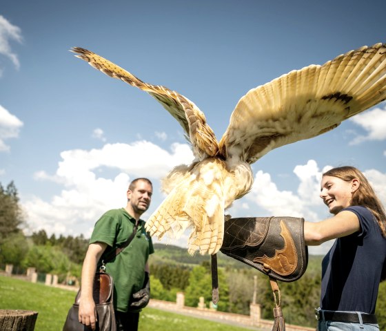 Faszierende Greifvögel bestaunen, © Eifel Tourismus GmbH, Dominik Ketz