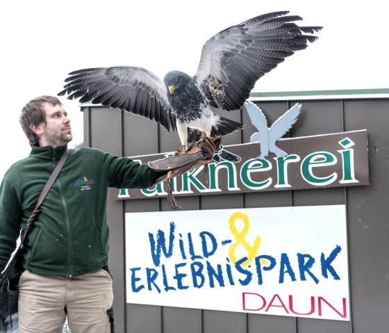 Falknerei im Wild- und Erlebnispark Daun, © Eifel Tourismus GmbH, D. Ketz