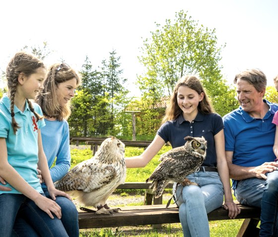 Vögel der Falknerei ganz nah erleben, © Eifel Tourismus GmbH, Dominik Ketz