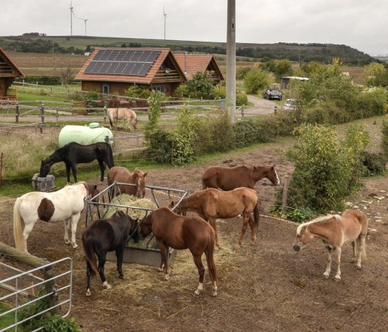 Blick auf die Blockhäuser, © Reit-und Ferienanlage Pyrmonter Hof