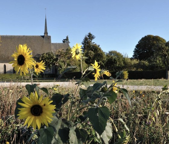 Sonnenblumenfeld, © Schieferland Kaisersesch